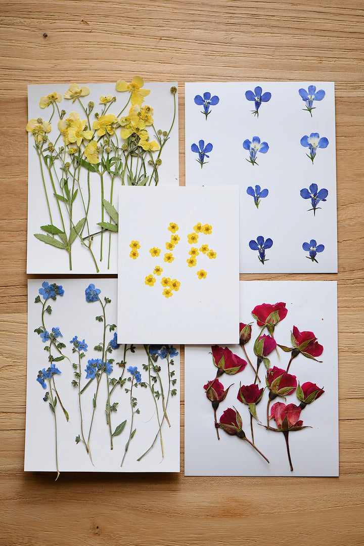 Pressed Dried Flowers Bundle