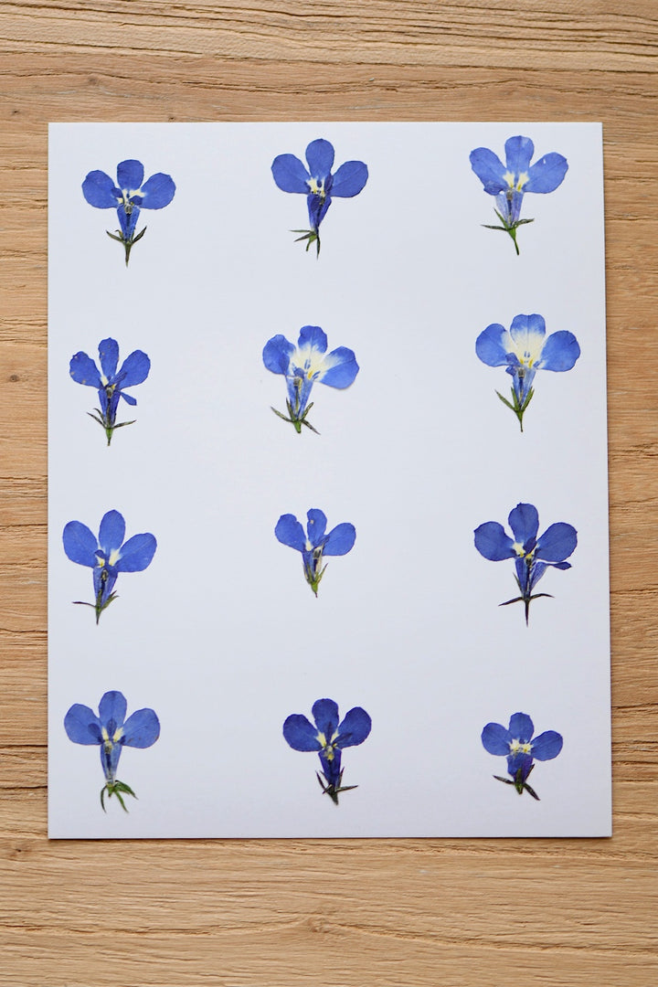 Pressed Dried Flowers Bundle