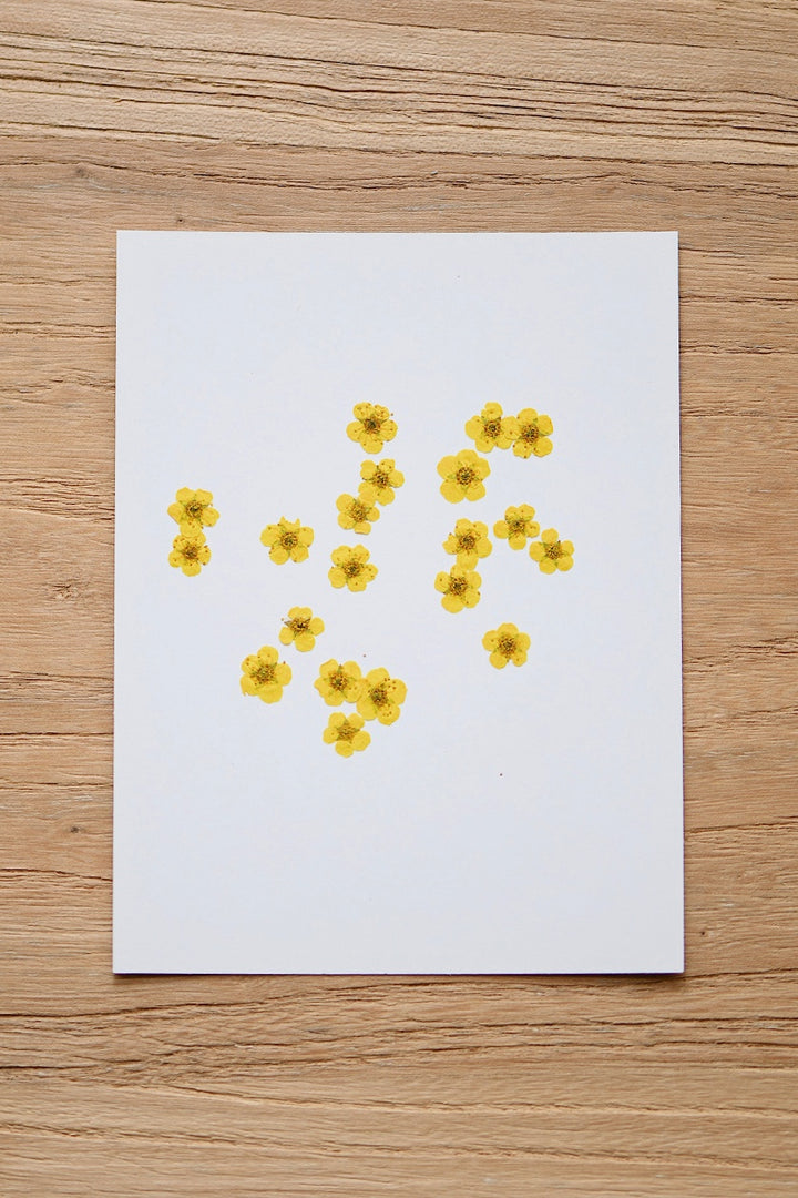 Pressed Dried Flowers Bundle