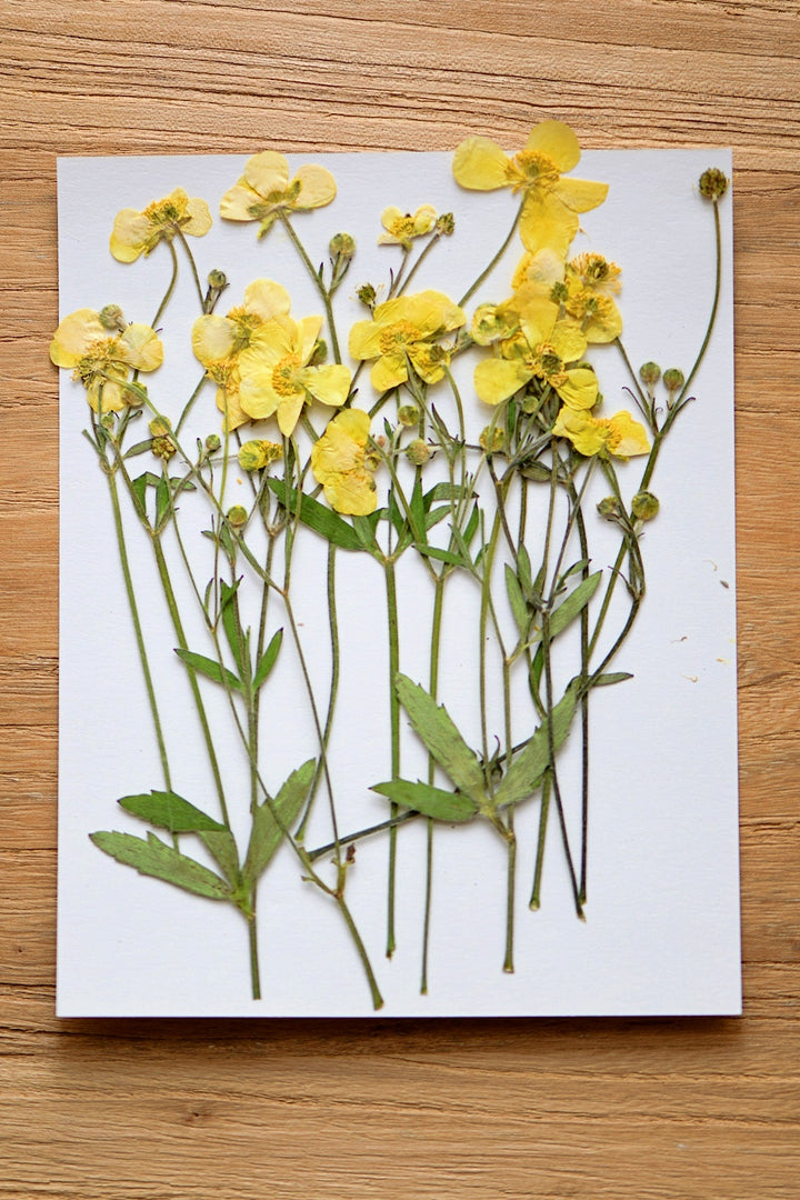 Pressed Dried Flowers Bundle