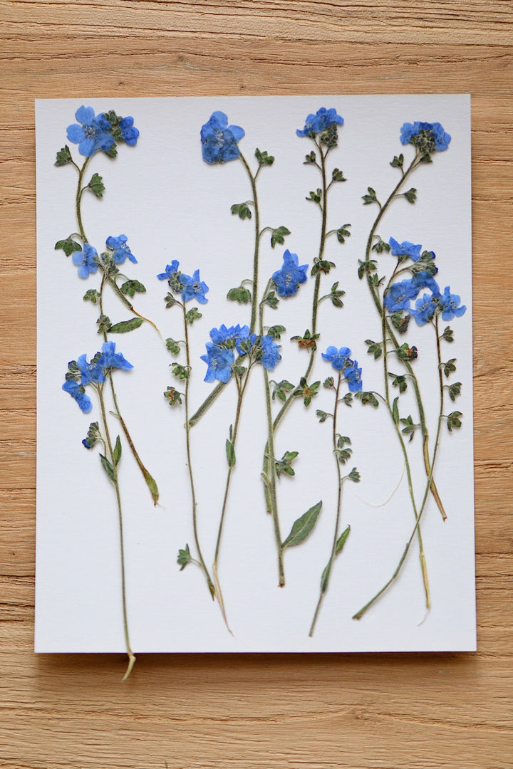 Pressed Dried Flowers Bundle