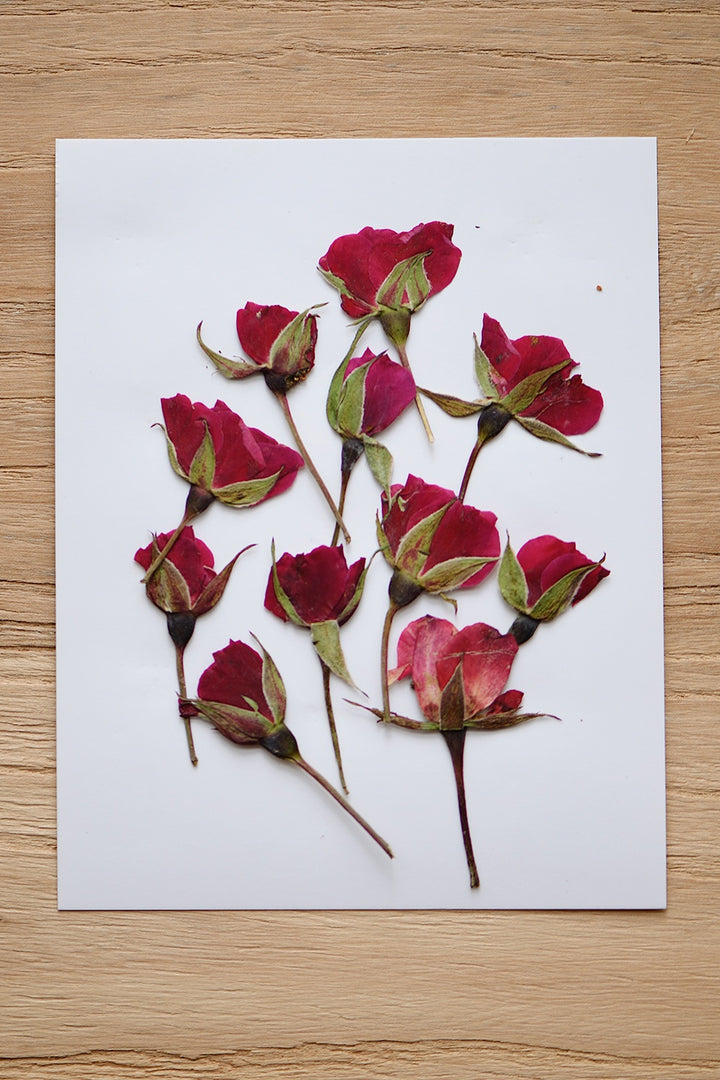 Pressed Dried Flowers Bundle